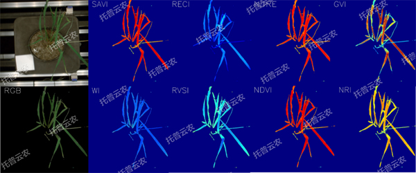 逆境模擬及植物生長(zhǎng)監(jiān)測(cè)平臺(tái)-高光譜成像與指數(shù)分析結(jié)果.jpg